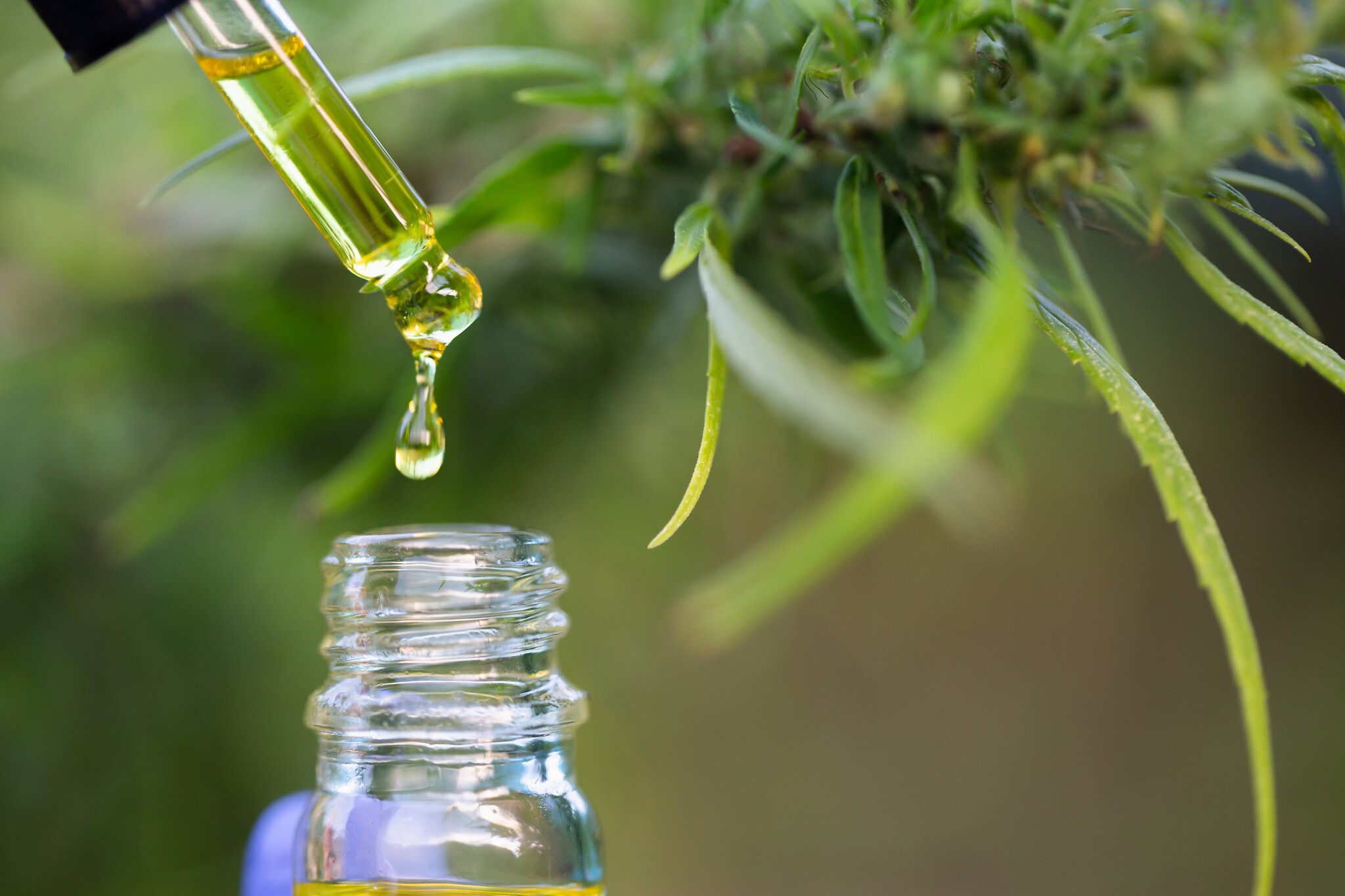 best cbd oil in canada